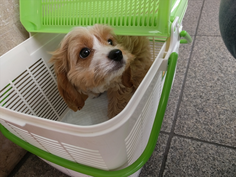 栃木県ｎ様 キャバプーの男の子 ミックス犬販売 ドッグサーチ