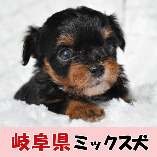岐阜県のミックス犬販売情報 ミックス犬販売 ドッグサーチ