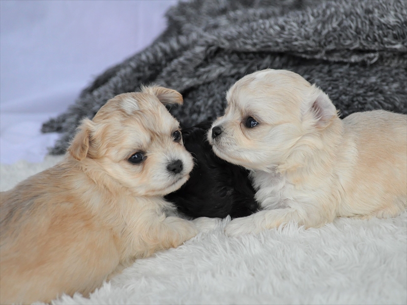 チワプー子犬18年12月生まれ 募集終了 ミックス犬販売 ドッグサーチ